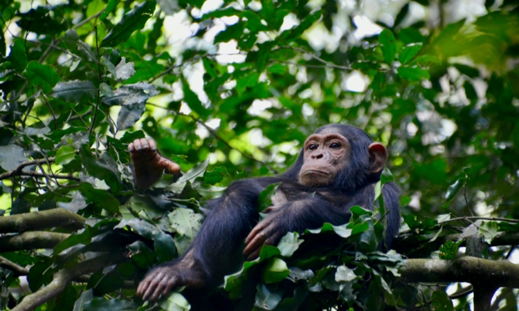 Chimpanzee Trekking & Wildebeest Migration: East Africa's Best