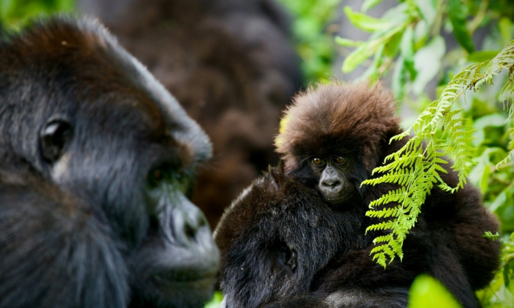 Comprehensive Guide to Rwanda Gorilla Trekking & Wildebeest Migration