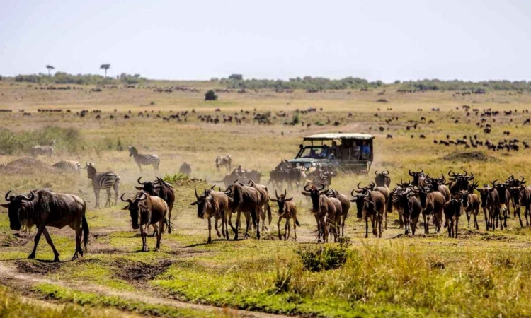 Wildebeest Migration Safaris & Tours
