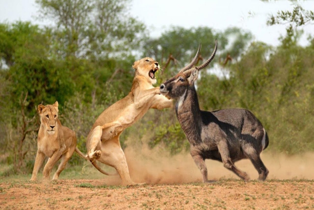 Lions in Masai Mara