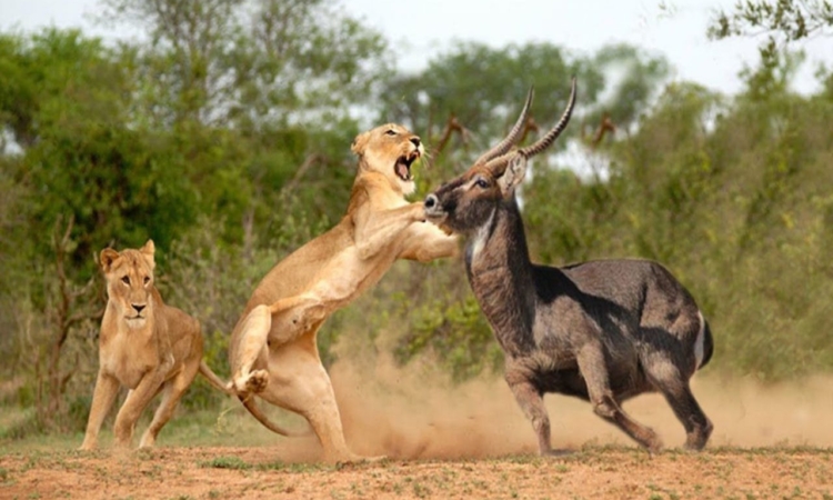 Lions in Masai Mara