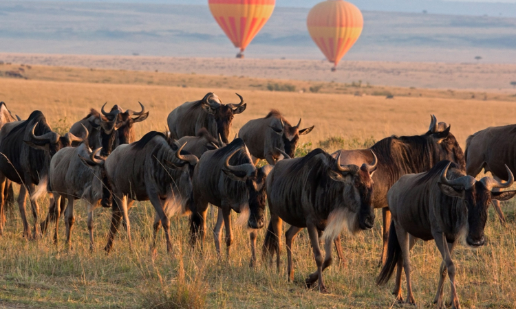Experience the Best of Tanzania: Wildebeest Migration Safaris