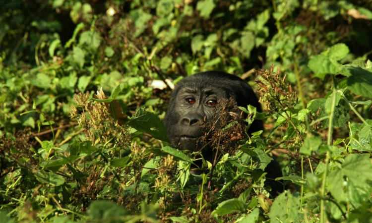 Ultimate Guide to Uganda Gorilla Trekking and Wildebeest Migration