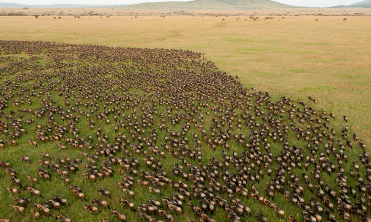 Wildebeests Migration in June
