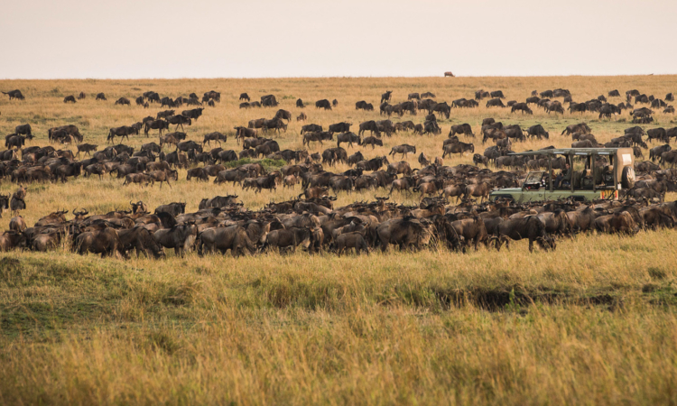 Kenya & Tanzania Safaris: Witness the Great Migration