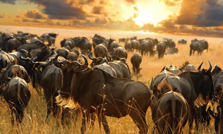 Wildebeests Migration in September