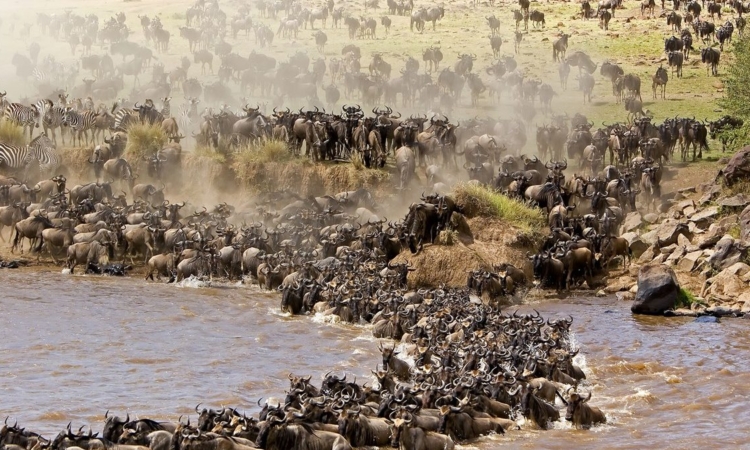 Wildebeests migration in December