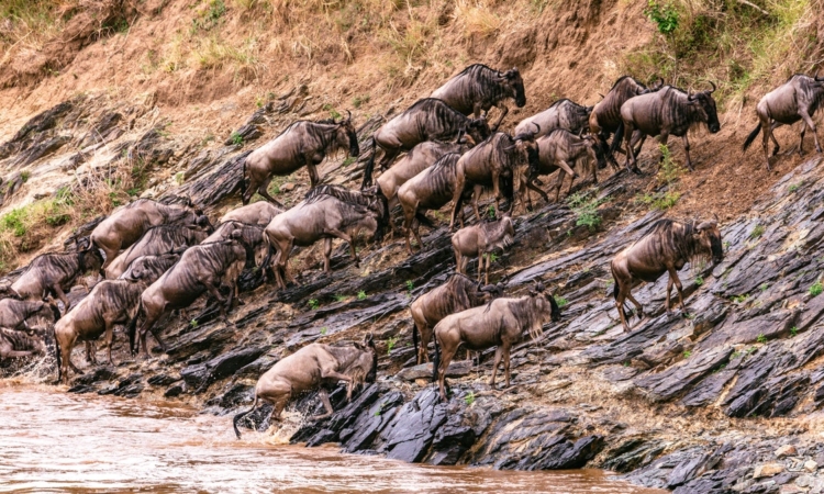 Wildebeests migration in February