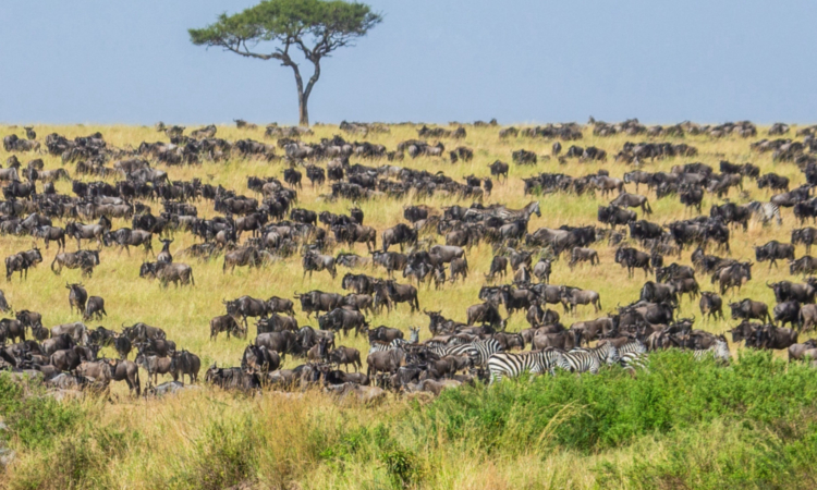 planning your migration safari