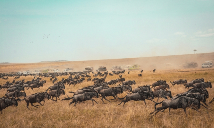 Exclusive Migration Safari Offers: Kenya & Tanzania Adventures